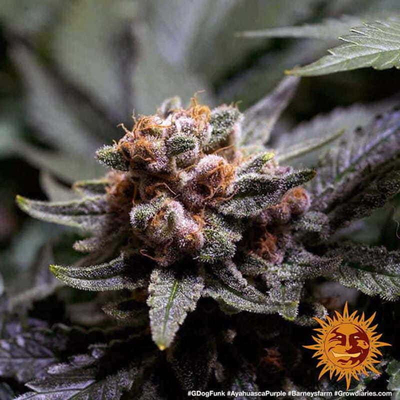 Ayahuasca Purple - Barney's Farm Ayahuasca Purple - Barney's Farm