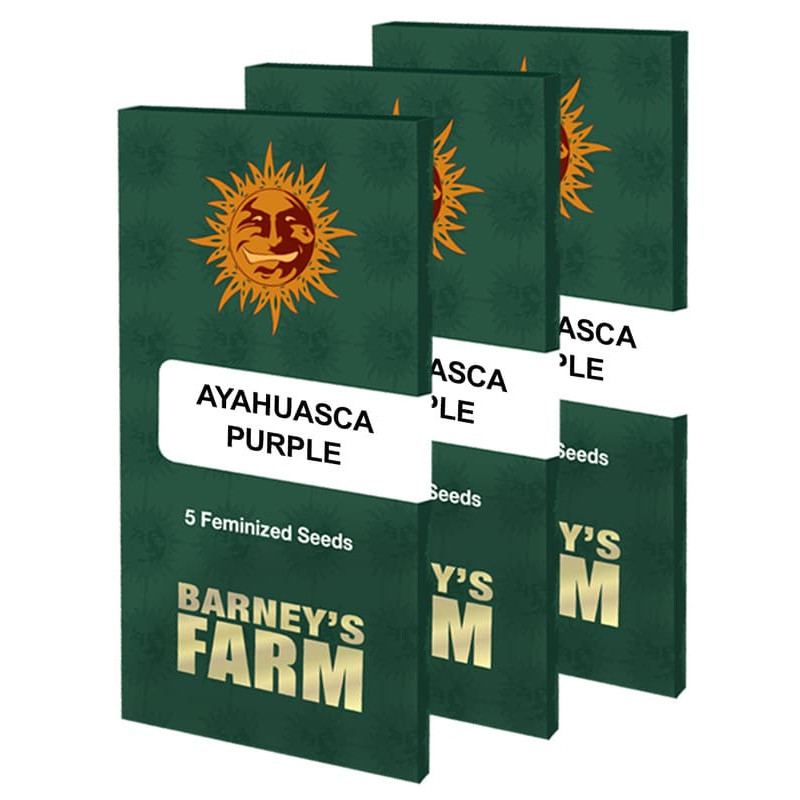 Ayahuasca Purple - Barney's Farm Ayahuasca Purple - Barney's Farm