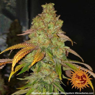 Bad Azz Kush - Barney's Farm