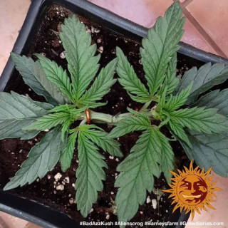 Bad Azz Kush - Barney's Farm