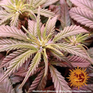 Bad Azz Kush - Barney's Farm