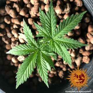 Bad Azz Kush - Barney's Farm