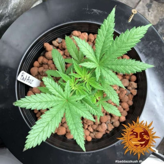 Bad Azz Kush - Barney's Farm