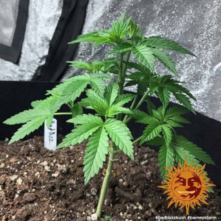 Bad Azz Kush - Barney's Farm