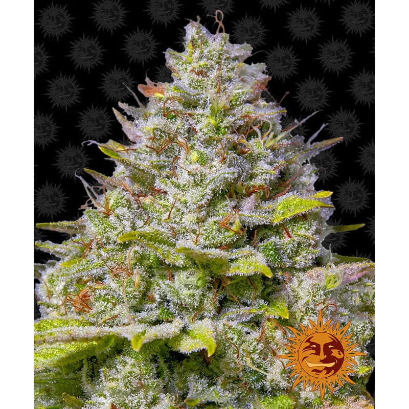 Blue Gelato 41 - Barney's Farm