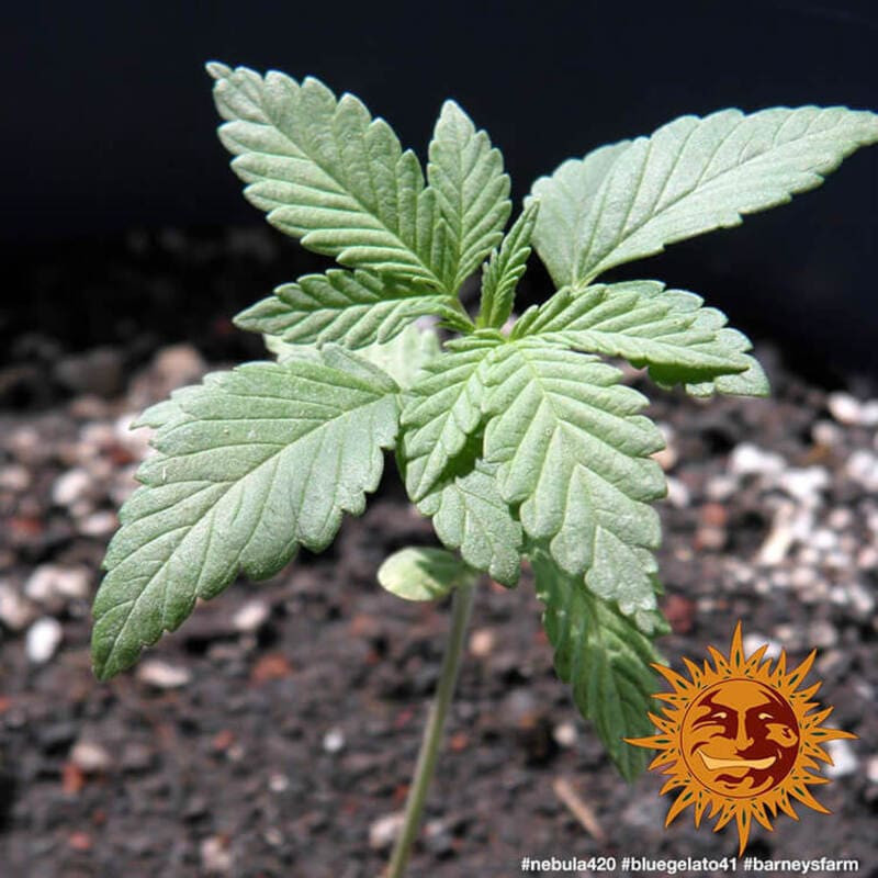 Blue Gelato 41 - Barney's Farm Blue Gelato 41 - Barney's Farm