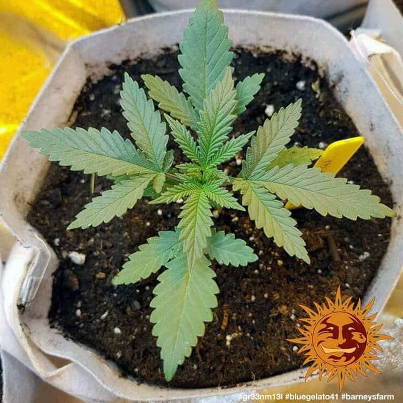 Blue Gelato 41 - Barney's Farm Blue Gelato 41 - Barney's Farm