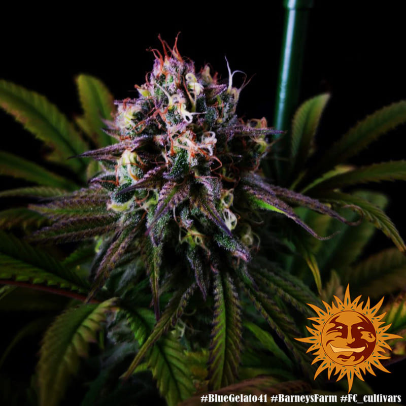 Blue Gelato 41 - Barney's Farm Blue Gelato 41 - Barney's Farm