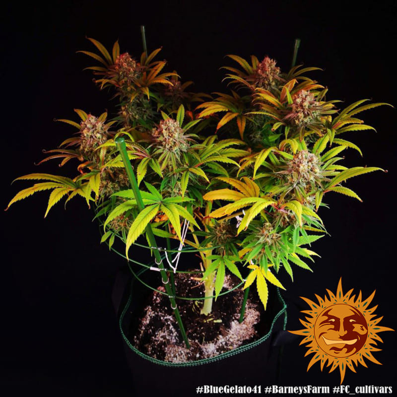 Blue Gelato 41 - Barney's Farm Blue Gelato 41 - Barney's Farm