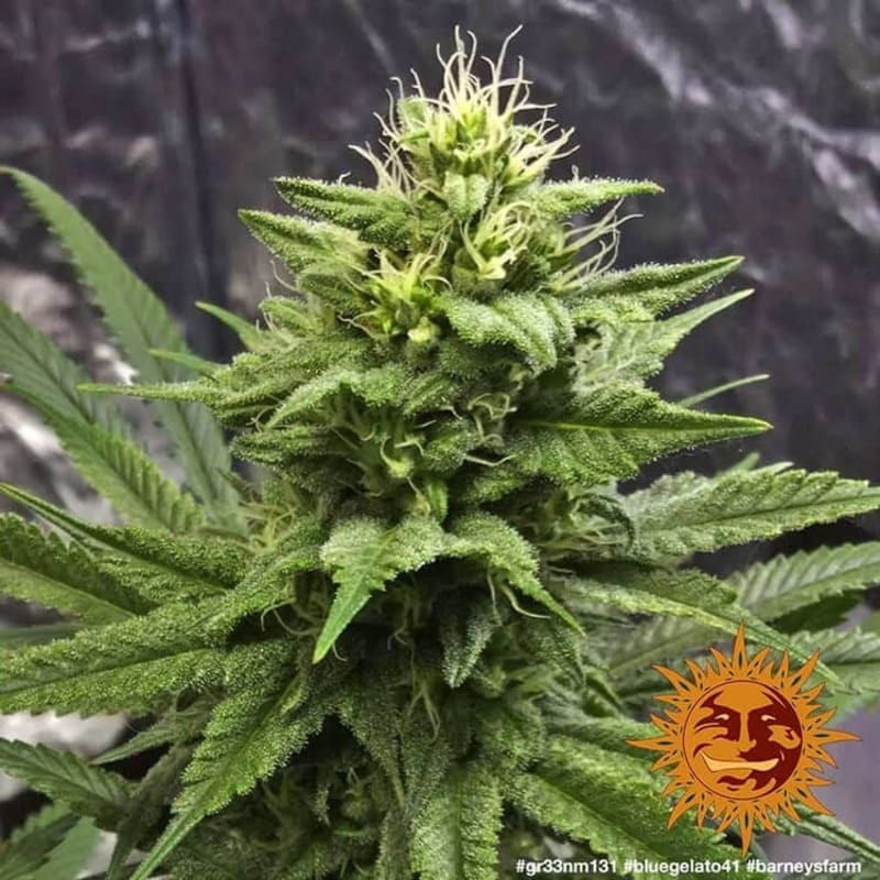 Blue Gelato 41 - Barney's Farm Blue Gelato 41 - Barney's Farm