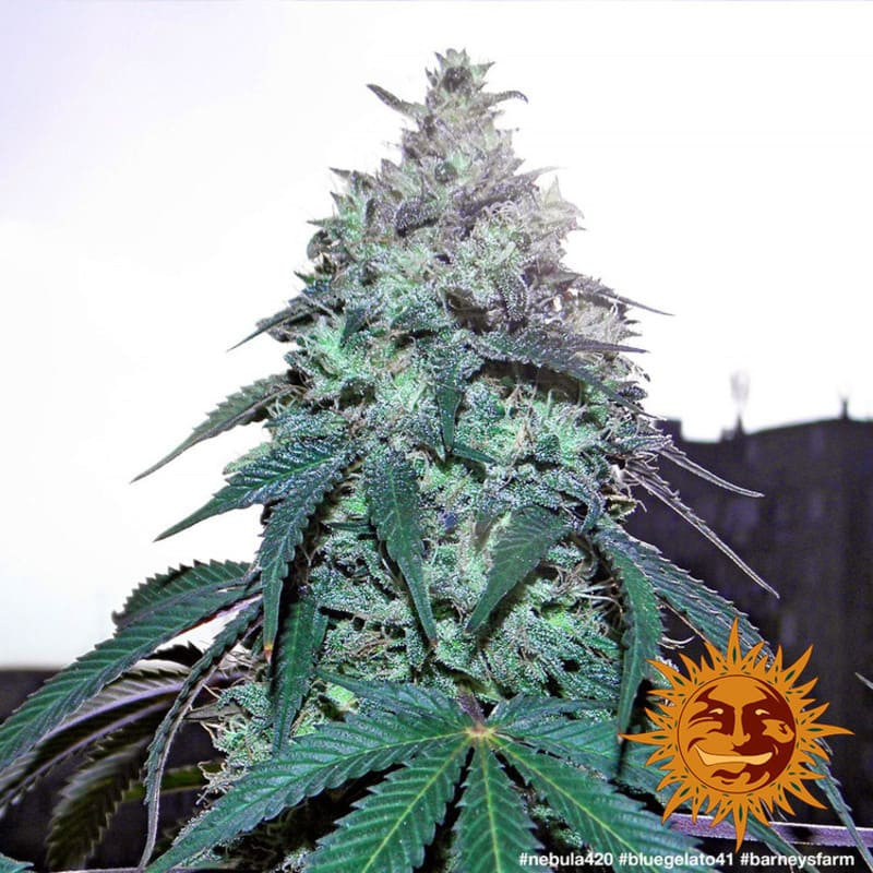 Blue Gelato 41 - Barney's Farm Blue Gelato 41 - Barney's Farm