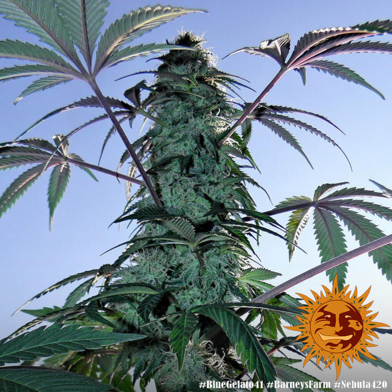 Blue Gelato 41 - Barney's Farm Blue Gelato 41 - Barney's Farm
