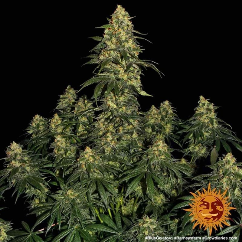 Blue Gelato 41 - Barney's Farm Blue Gelato 41 - Barney's Farm