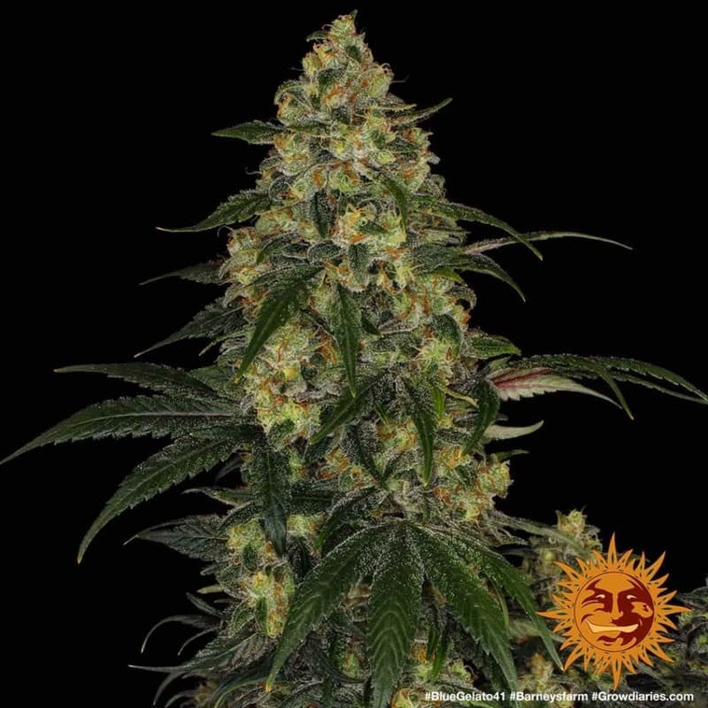 Blue Gelato 41 - Barney's Farm Blue Gelato 41 - Barney's Farm