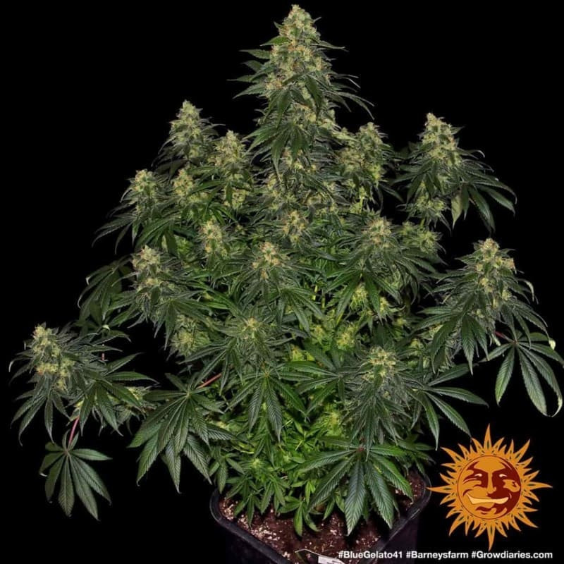 Blue Gelato 41 - Barney's Farm Blue Gelato 41 - Barney's Farm