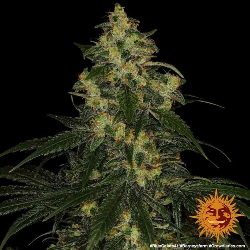Blue Gelato 41 - Barney's Farm Blue Gelato 41 - Barney's Farm