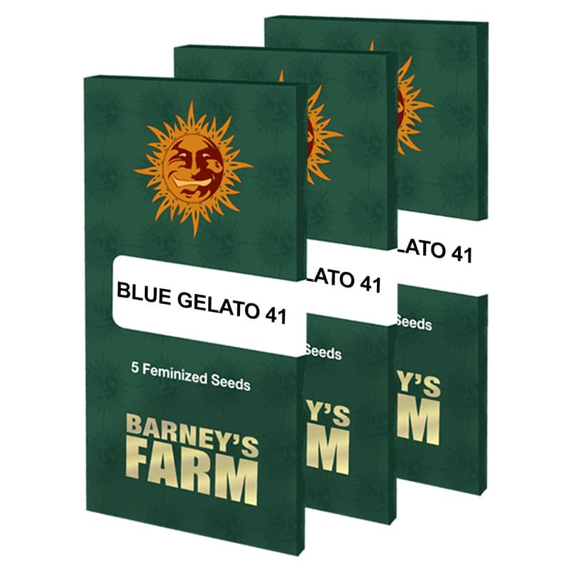 Blue Gelato 41 - Barney's Farm Blue Gelato 41 - Barney's Farm