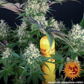 Blueberry OG - Barney's Farm