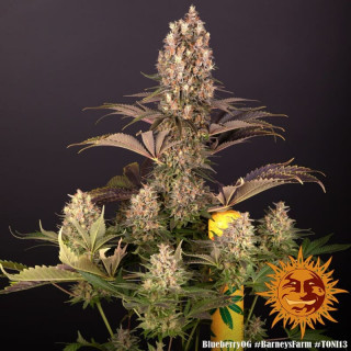 Blueberry OG - Barney's Farm