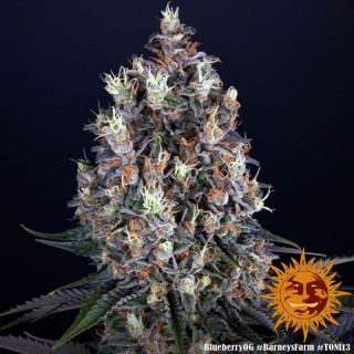 Blueberry OG - Barney's Farm