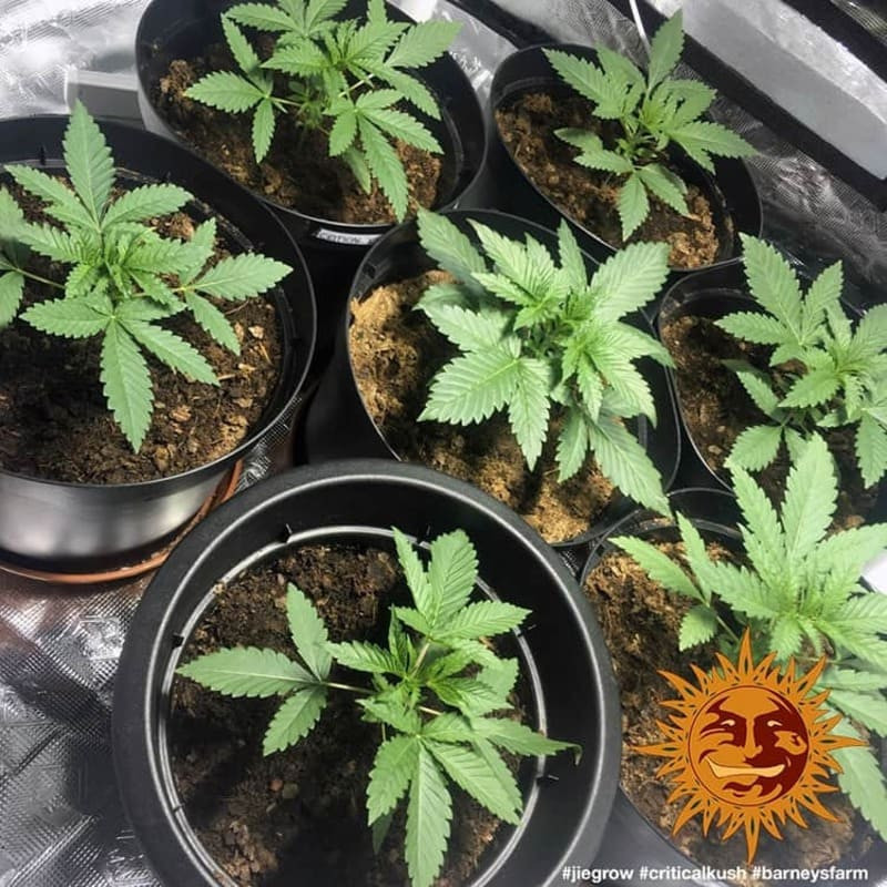 Critical Kush - Barney's Farm Critical Kush - Barney's Farm