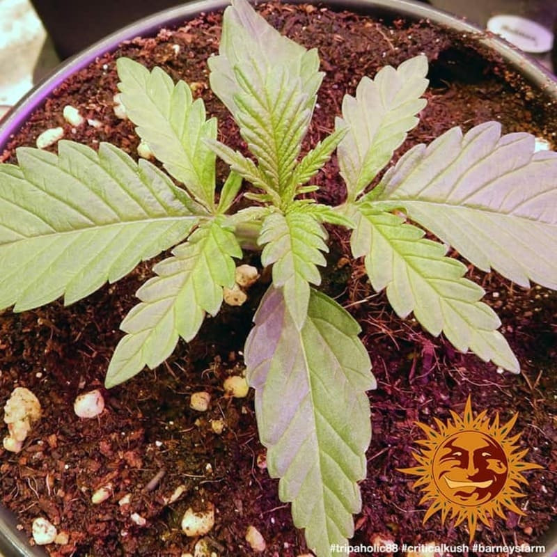 Critical Kush - Barney's Farm Critical Kush - Barney's Farm