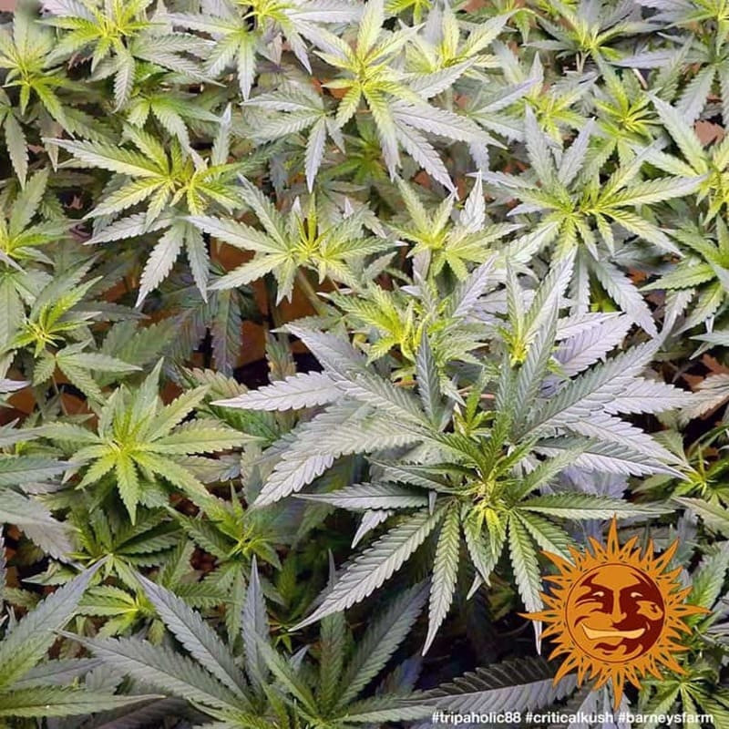 Critical Kush - Barney's Farm Critical Kush - Barney's Farm