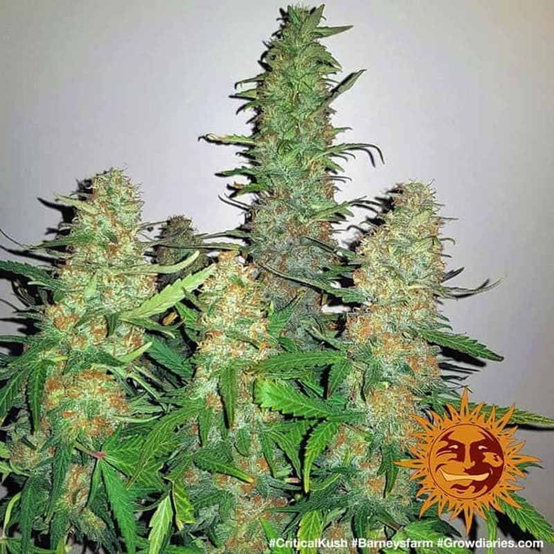 Critical Kush - Barney's Farm Critical Kush - Barney's Farm