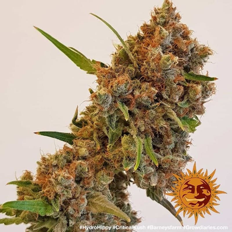 Critical Kush - Barney's Farm Critical Kush - Barney's Farm