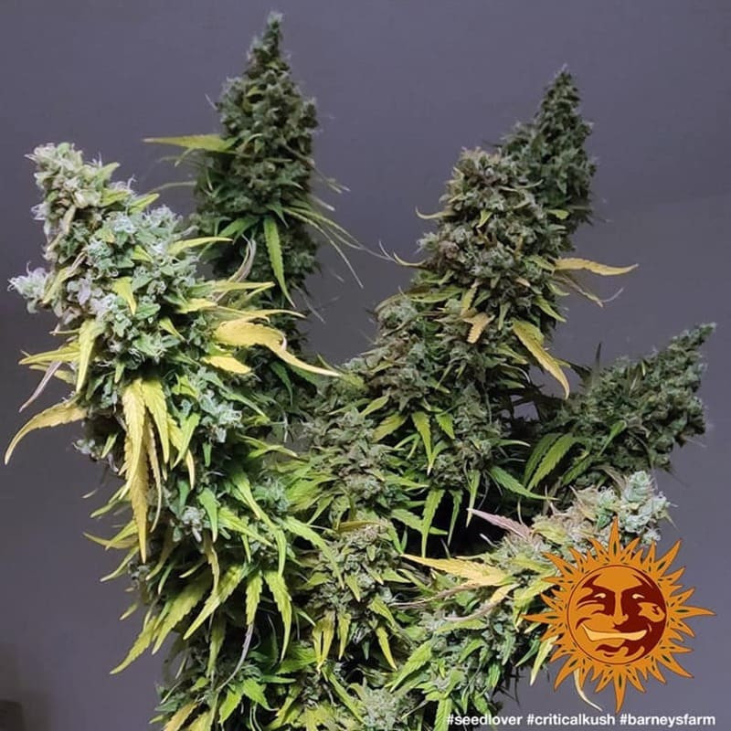 Critical Kush - Barney's Farm Critical Kush - Barney's Farm
