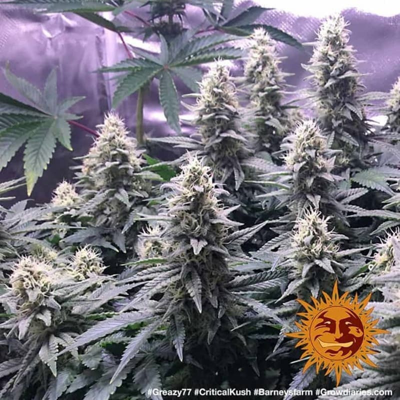 Critical Kush - Barney's Farm Critical Kush - Barney's Farm