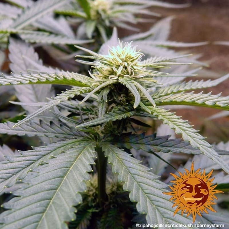 Critical Kush - Barney's Farm Critical Kush - Barney's Farm