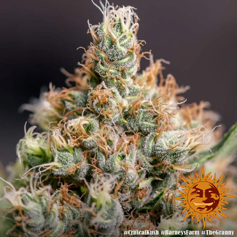 Critical Kush - Barney's Farm Critical Kush - Barney's Farm