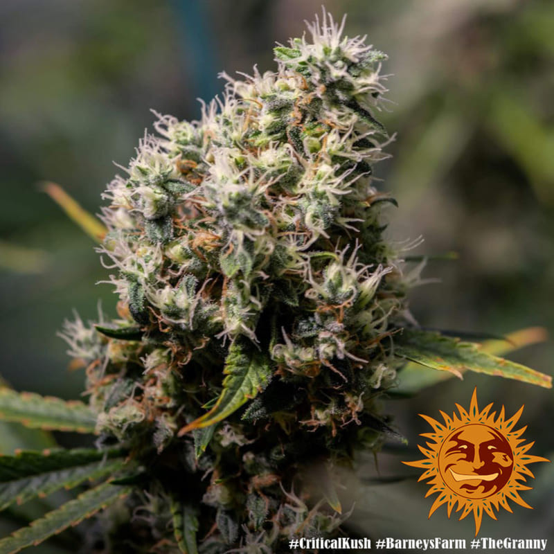 Critical Kush - Barney's Farm Critical Kush - Barney's Farm
