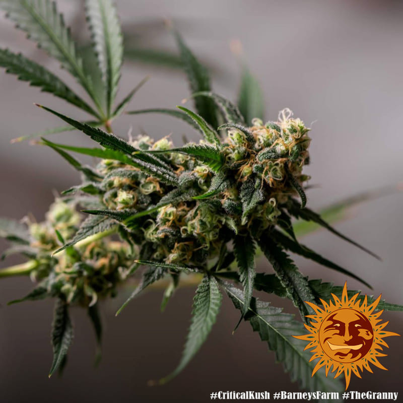 Critical Kush - Barney's Farm Critical Kush - Barney's Farm