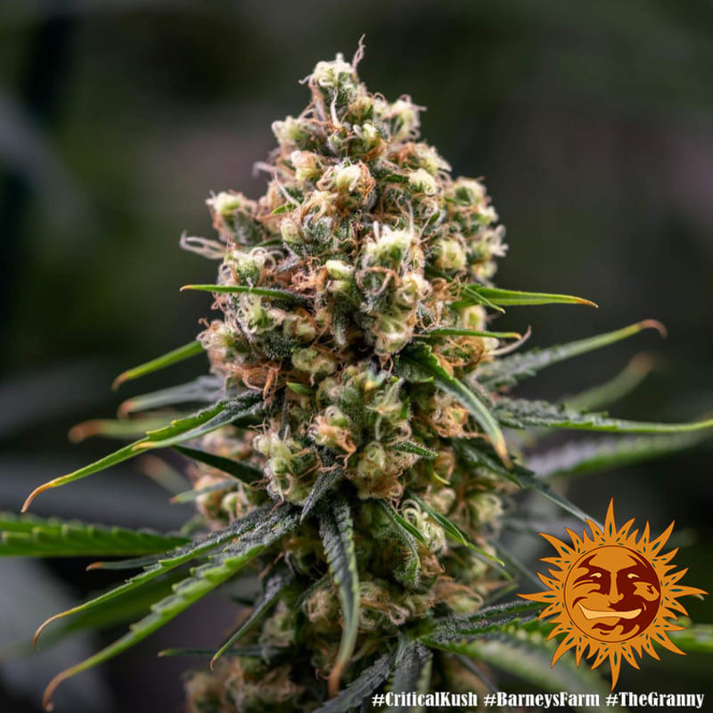 Critical Kush - Barney's Farm Critical Kush - Barney's Farm