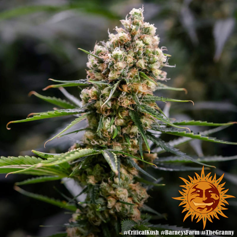 Critical Kush - Barney's Farm Critical Kush - Barney's Farm