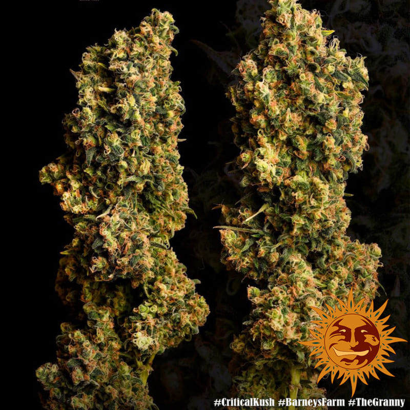 Critical Kush - Barney's Farm Critical Kush - Barney's Farm