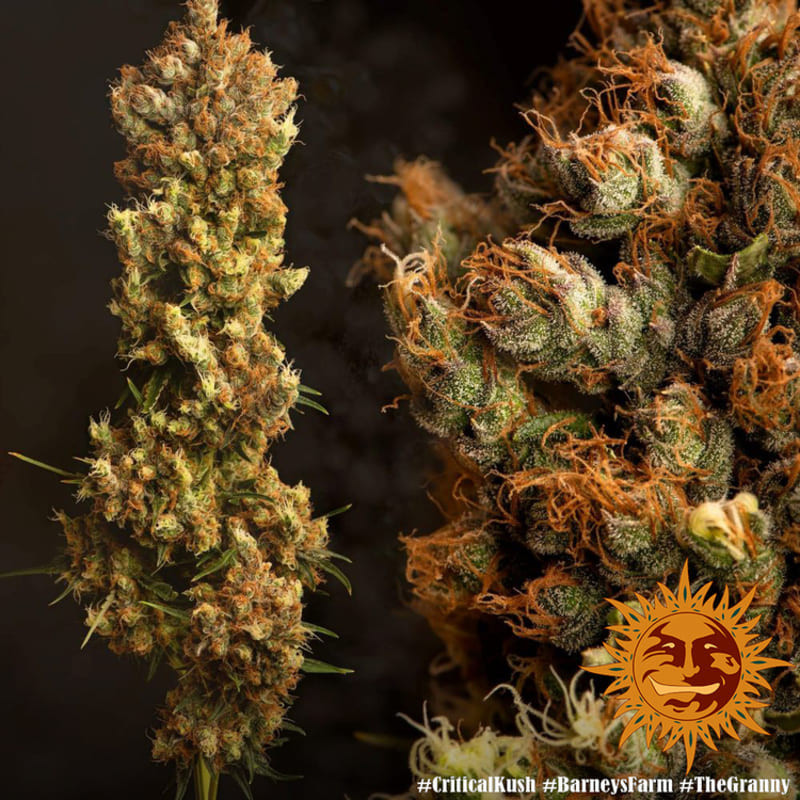 Critical Kush - Barney's Farm Critical Kush - Barney's Farm