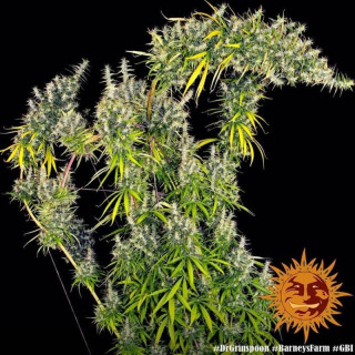 Dr Grinspoon - Féminisée - Barney's Farm | ROOTS-SEEDS.FR