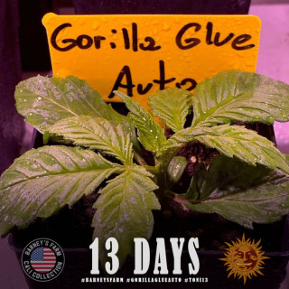 Gorilla Glue Auto - Barney's Farm