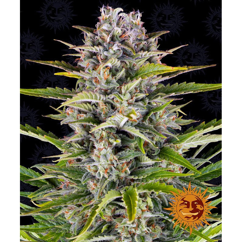 Gorilla Zkittlez Auto - Barney's Farm