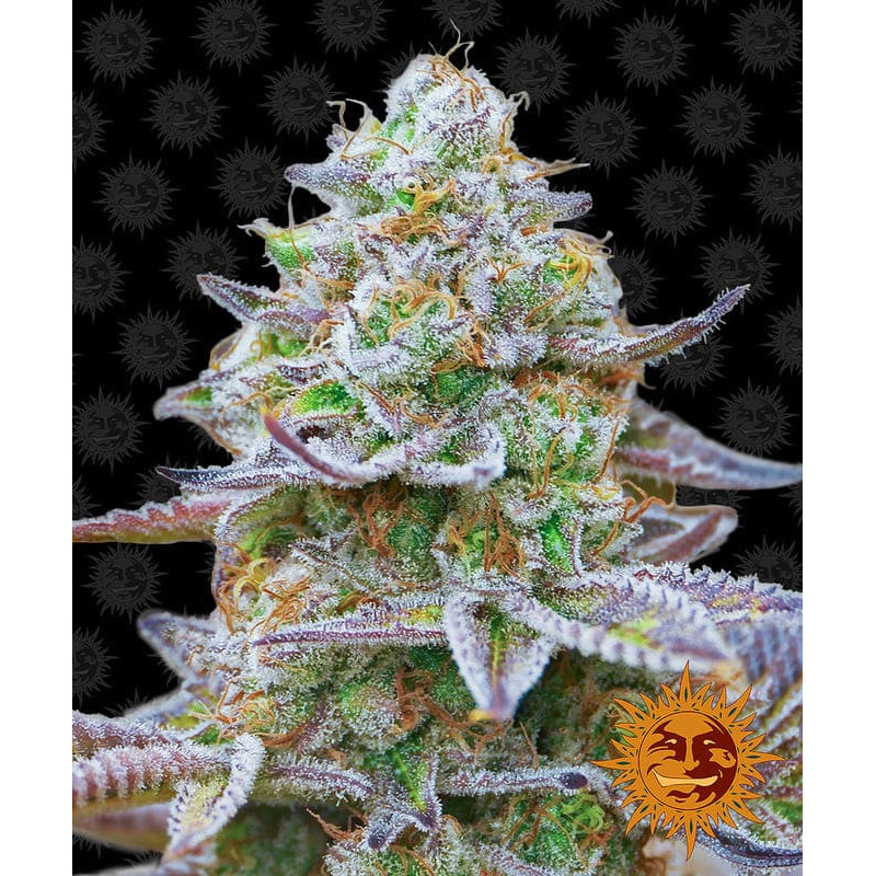 Gorilla Zkittlez - Barney's Farm Gorilla Zkittlez - Barney's Farm