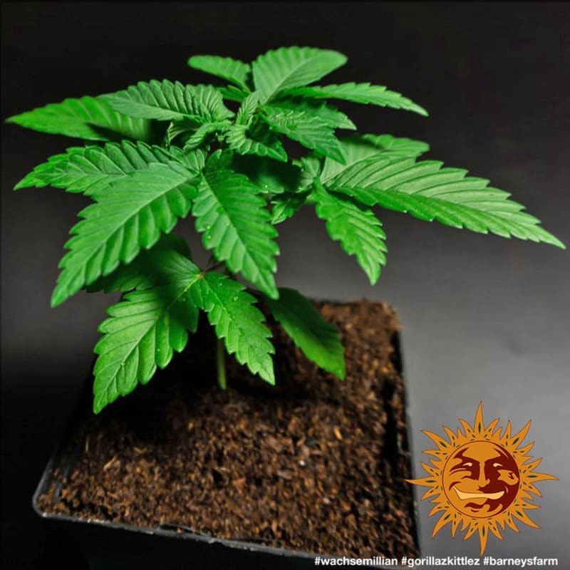 Gorilla Zkittlez - Barney's Farm Gorilla Zkittlez - Barney's Farm