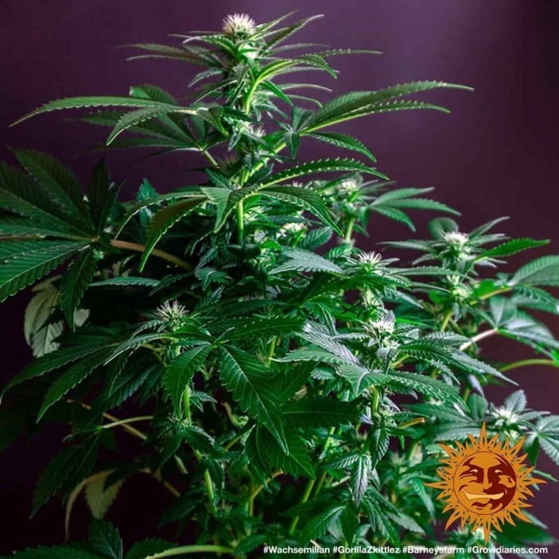 Gorilla Zkittlez - Barney's Farm Gorilla Zkittlez - Barney's Farm