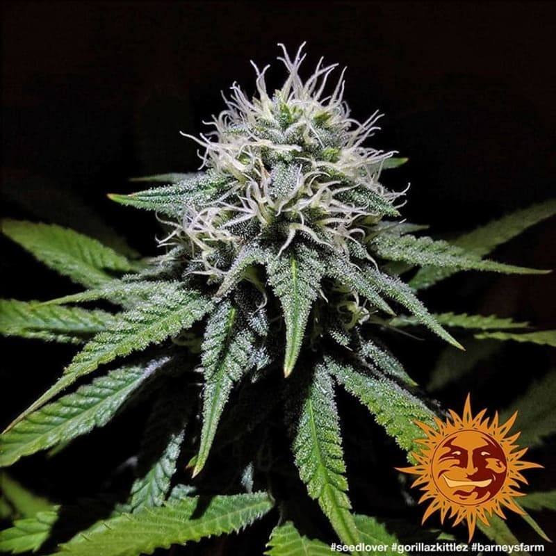 Gorilla Zkittlez - Barney's Farm Gorilla Zkittlez - Barney's Farm