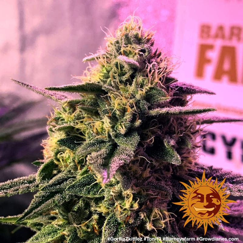 Gorilla Zkittlez - Barney's Farm Gorilla Zkittlez - Barney's Farm
