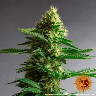 Gorilla Zkittlez - Barney's Farm