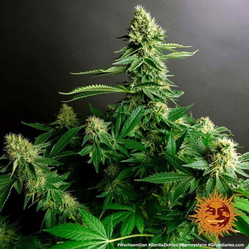 Gorilla Zkittlez - Barney's Farm Gorilla Zkittlez - Barney's Farm
