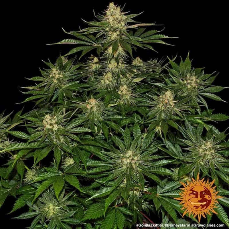Gorilla Zkittlez - Barney's Farm Gorilla Zkittlez - Barney's Farm